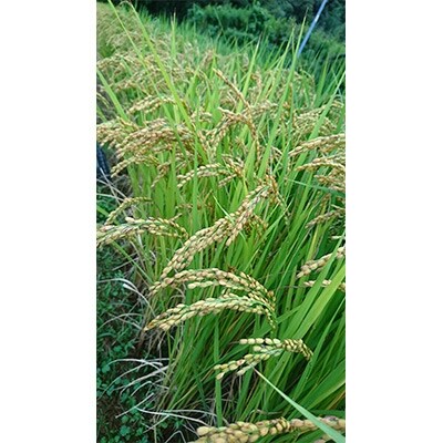長崎県産　棚田天日掛け干し　にこまる5Kg　(令和4年産)
