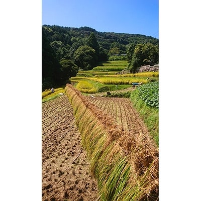 長崎県産　令和4年産棚田天日掛け干し　サイワイモチ精米5kg