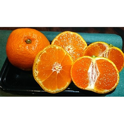 長崎県産　訳あり伊木力系温州みかん10Kg(ご自宅用)