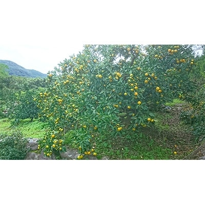 長崎県産　訳あり伊木力系温州みかん10Kg(ご自宅用)