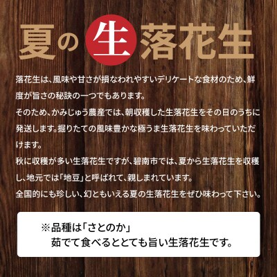 事前受付 やみつき極うま “金の生落花生” 1.5kg生ピーナッツ 塩ゆで専用　H105-117