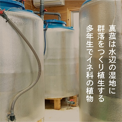真菰(まこも)乳酸菌液 1.5L 2本セット