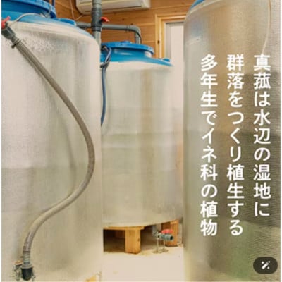 【発酵生活サポート】富士山麓の自然の恵み_真菰(まこも)乳酸菌液 1.5L ×6本セット