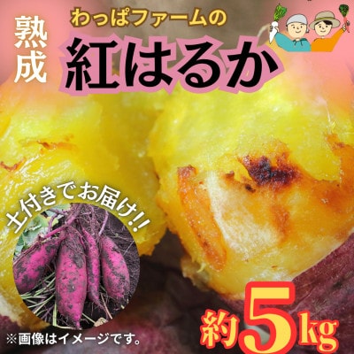 【訳あり】不揃いだけどとっても甘くておいしい!!土付きでお届け!わっぱファームの紅はるか 約5kg