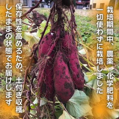 【訳あり】不揃いだけどとっても甘くておいしい!!土付きでお届け!わっぱファームの紅はるか 約5kg