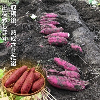 【訳あり】不揃いだけどとっても甘くておいしい!!土付きでお届け!わっぱファームの紅はるか 約5kg