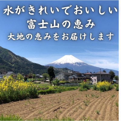 【発送月固定定期便】新鮮野菜!農家厳選の旬のお野菜セット約5～8種類を約3kg～5kg全3回