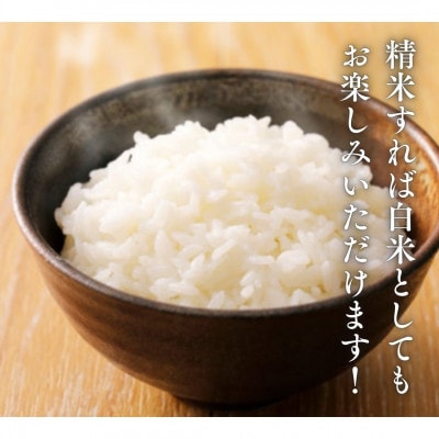 【先行予約受付】山梨県西桂町産 富士山麓「水のまち」の令和8年産こしひかり合計10kg玄米5kg×2
