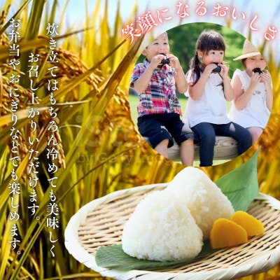 富士山麓の自然の恵み!令和7年度産新米コシヒカリ3kgとミネラルウォーター甲斐のやさしい水のセット