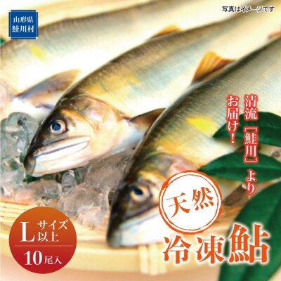 清流[鮭川]よりお届け!　天然冷凍鮎　 Lサイズ以上(10尾入)