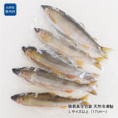 清流[鮭川]よりお届け!　天然冷凍鮎　 Lサイズ以上(10尾入)