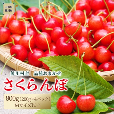 [2024年6月上旬～発送] 鮭川村のさくらんぼ【品種おまかせ】 200g&times;4パック