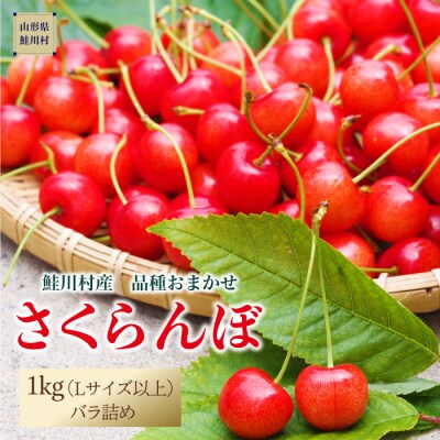 [2024年6月中旬～発送]　鮭川村のさくらんぼ【品種おまかせ】　1kg