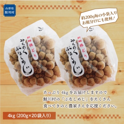 きのこ王国鮭川村産 [ぶなしめじ] たっぷり4kg(約200g×20袋入り)