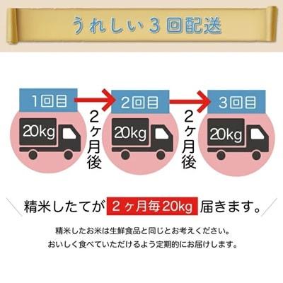 ＜7年産米先行受付＞令和7年11月上旬発送開始 特栽つや姫【無洗米】60kg定期便(20kg×3回)
