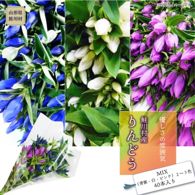 鮭川村産りんどう　MIX(青紫・白・ピンク)2～3色　40本入り