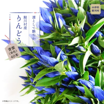 鮭川村産りんどう　青紫(単色)　40本