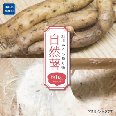 鮭川からの贈り物　自然薯　1kg