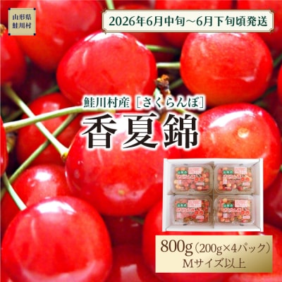 【令和8年産 早期受付】 鮭川村産さくらんぼ ＜香夏錦＞ M～Lサイズ 800g(200g×4P)
