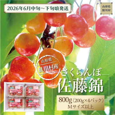 【令和8年産 早期受付】 鮭川村産さくらんぼ ＜佐藤錦＞ M～Lサイズ 800g(200g×4P)