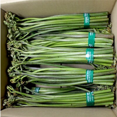 鮭川村産 生わらび 2kg (重曹・農家さん直伝レシピ付)