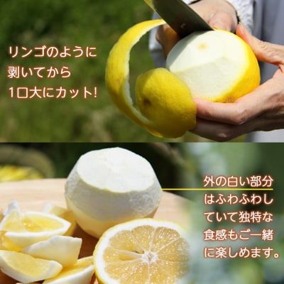 おれんじはーと　農家直送ニューサマーオレンジ5kg(数量限定)