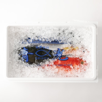 【3回定期便】おまかせ!季節の鮮魚 お楽しみセット(ゴールドコース)魚介 海鮮【J00047】