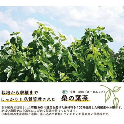 有機栽培 桑の葉茶(3個セット)