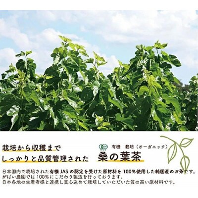有機栽培 桑の葉茶 1個