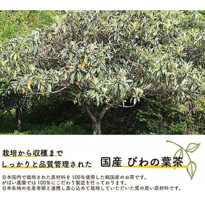 国産 びわの葉茶　1個