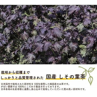 国産 しその葉茶(3個セット)