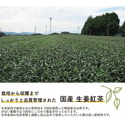 国産 生姜紅茶 1個