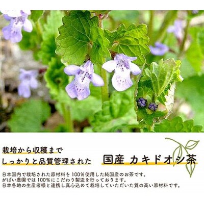 国産 カキドオシ茶　1個