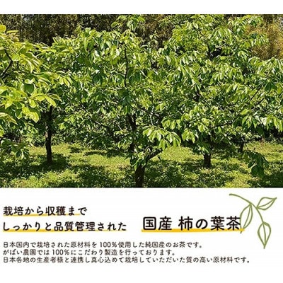 国産 柿の葉茶 1個