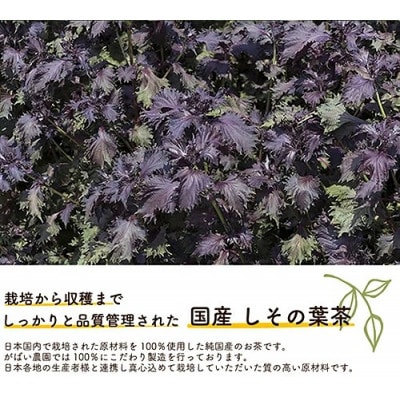 国産 しその葉茶 1個
