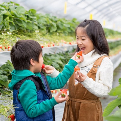 佐賀県産いちご　さがほのか&いちごさんセット
