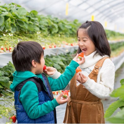 佐賀県産いちご こころの色 220g×2パック