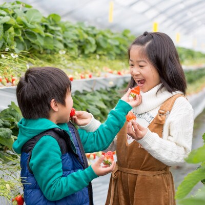 佐賀県産いちご　こころの色&いちごさん　紅白セット　各220g×1パック