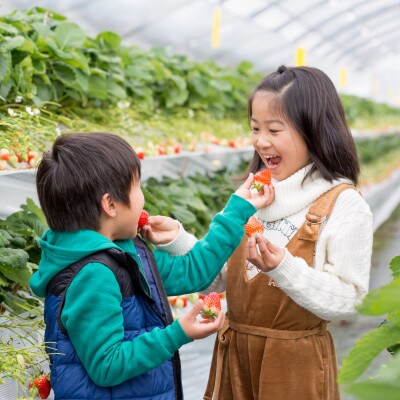 佐賀県産いちご　こころの色&はるひ　紅白セット　各220g×1パック