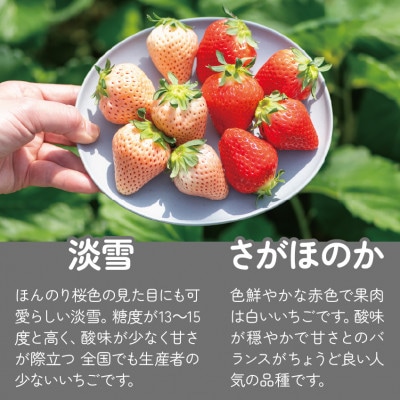 【発送月固定定期便】紅白食べ比べ　さがほのか(220g×1パック)淡雪(220g×1パック)全3回