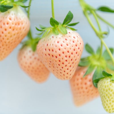 【発送月固定定期便】紅白食べ比べ　さがほのか(220g×1パック)淡雪(220g×1パック)全3回