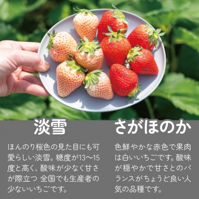 【発送月固定定期便】紅白食べ比べ　さがほのか(220g×1パック)淡雪(220g×1パック)全3回