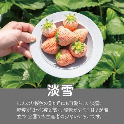 【発送月固定定期便】佐賀県産いちご　淡雪(220g×2パック)全3回