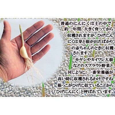 佐賀の昔ながらの手作りにんにく卵黄　5袋
