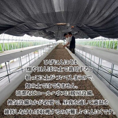 新時代の手作り熟成・発酵黒ひげにんにく玉 5袋