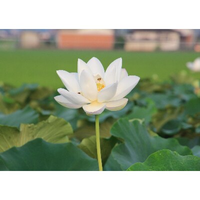 うんっま!佐賀れんこん　3kg
