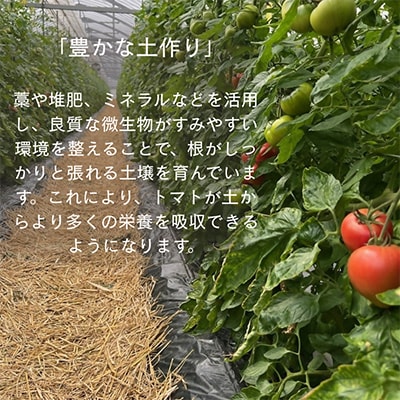 【期間限定】第4回全国トマト選手権にて【最高金賞】の「西村とまと」
