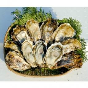 福岡県糸島市 貝のお礼品 返礼品一覧 ふるさと納税サイト さとふる 福岡県糸島市 貝のお礼品 返礼品一覧 ふるさと納税サイト さとふる