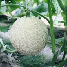 木曽岬産　マスクメロン5玉セット(1玉　1.5kg以上) | ふるさと納税のお礼品