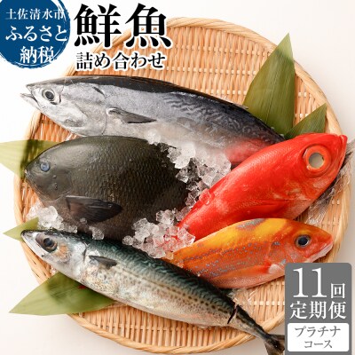 【11回定期便】おまかせ!季節の鮮魚 お楽しみセット(プラチナコース)魚介 海鮮【J00054】